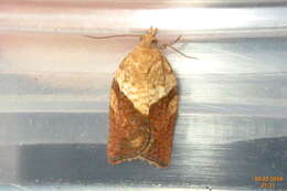 Image of Light brown apple moth