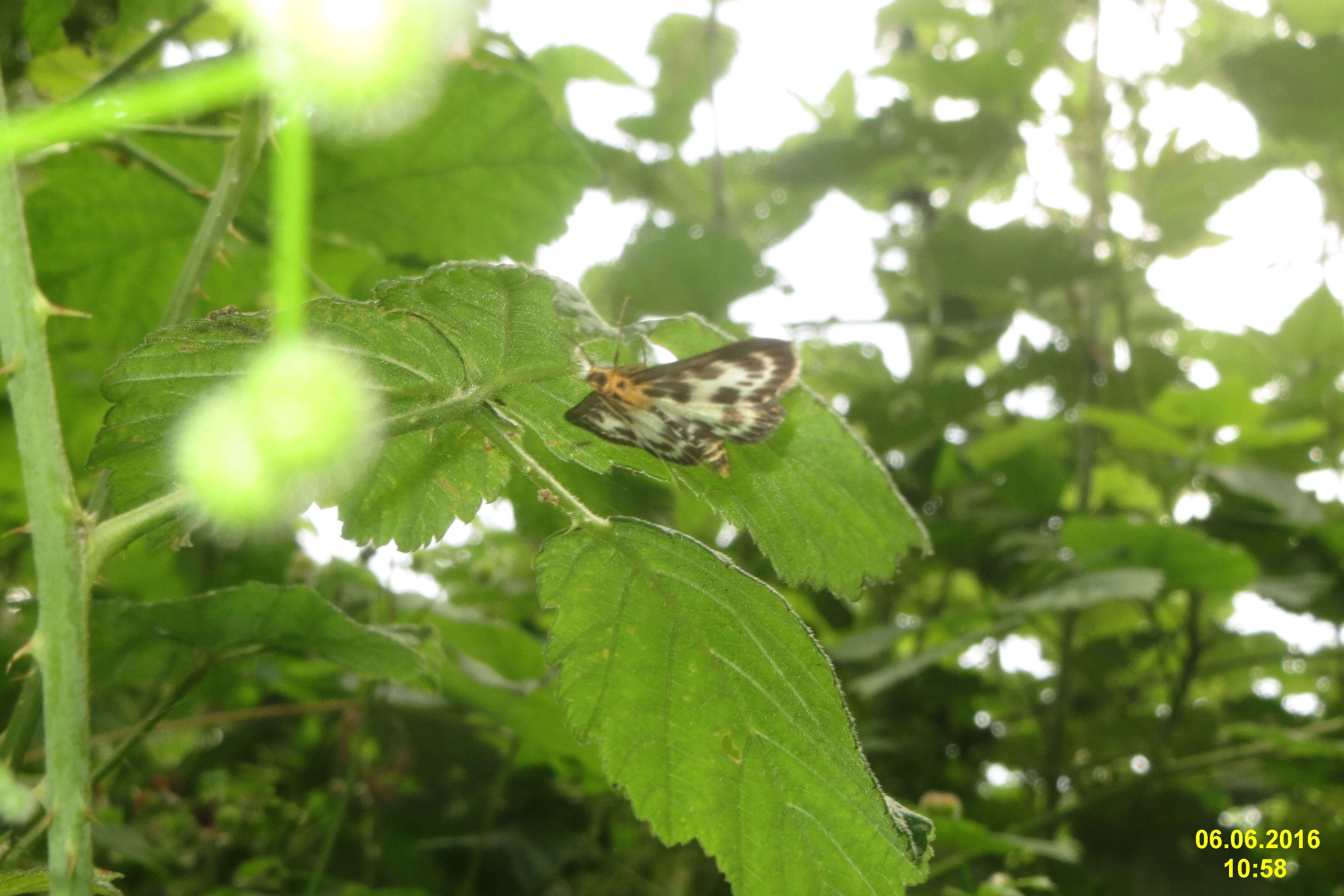 Image of Anania hortulata