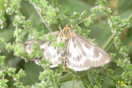 Image of Anania hortulata