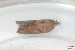 Image of Light brown apple moth