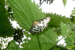 Image of Anania hortulata