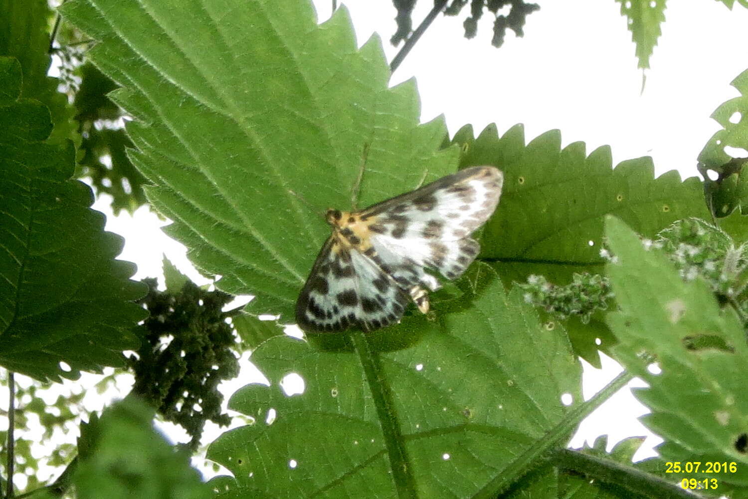 Image of Anania hortulata