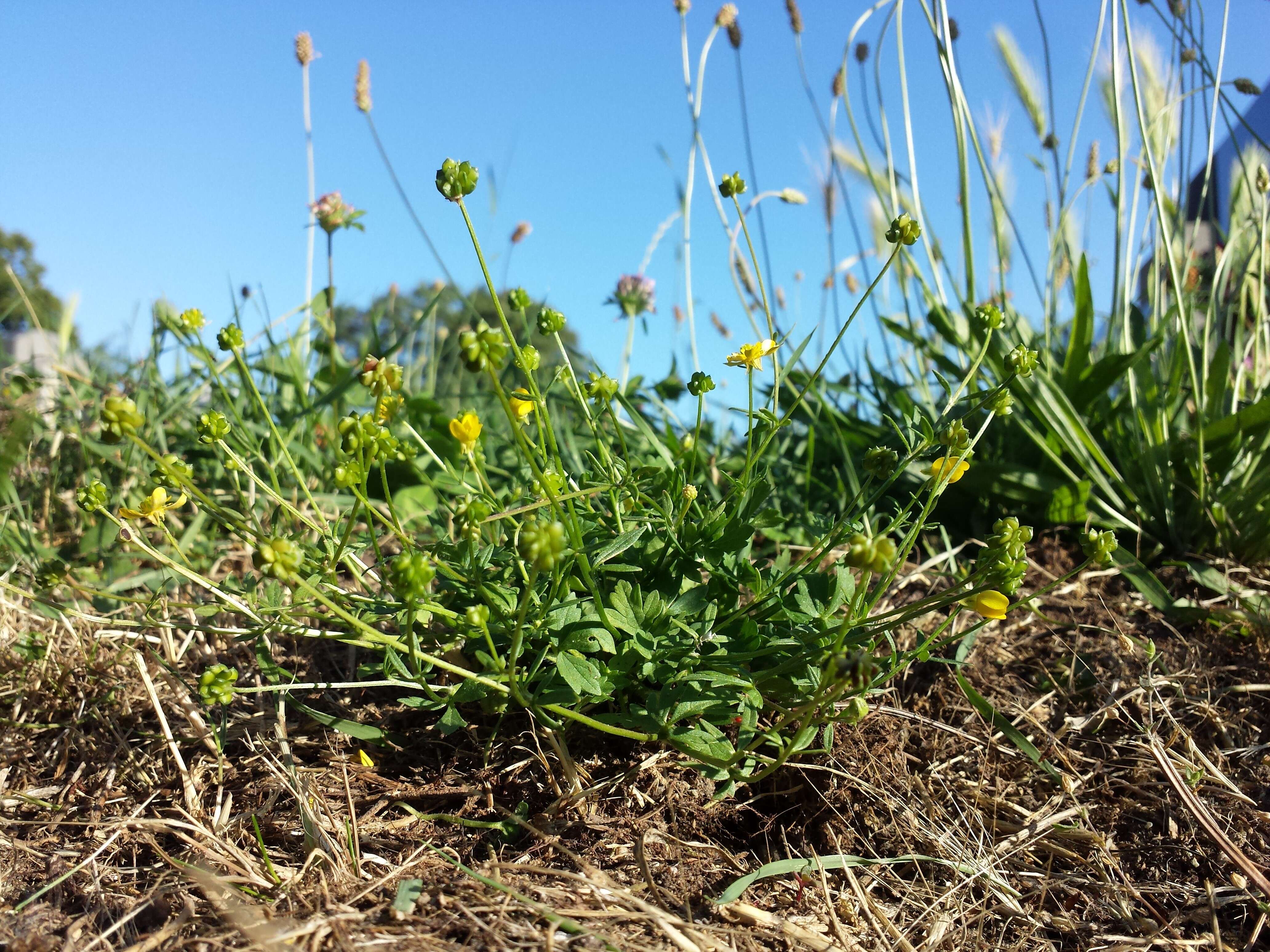 Image of hairy buttercup