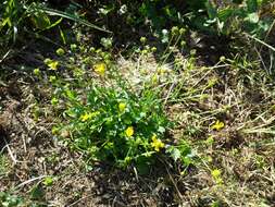 Image of hairy buttercup