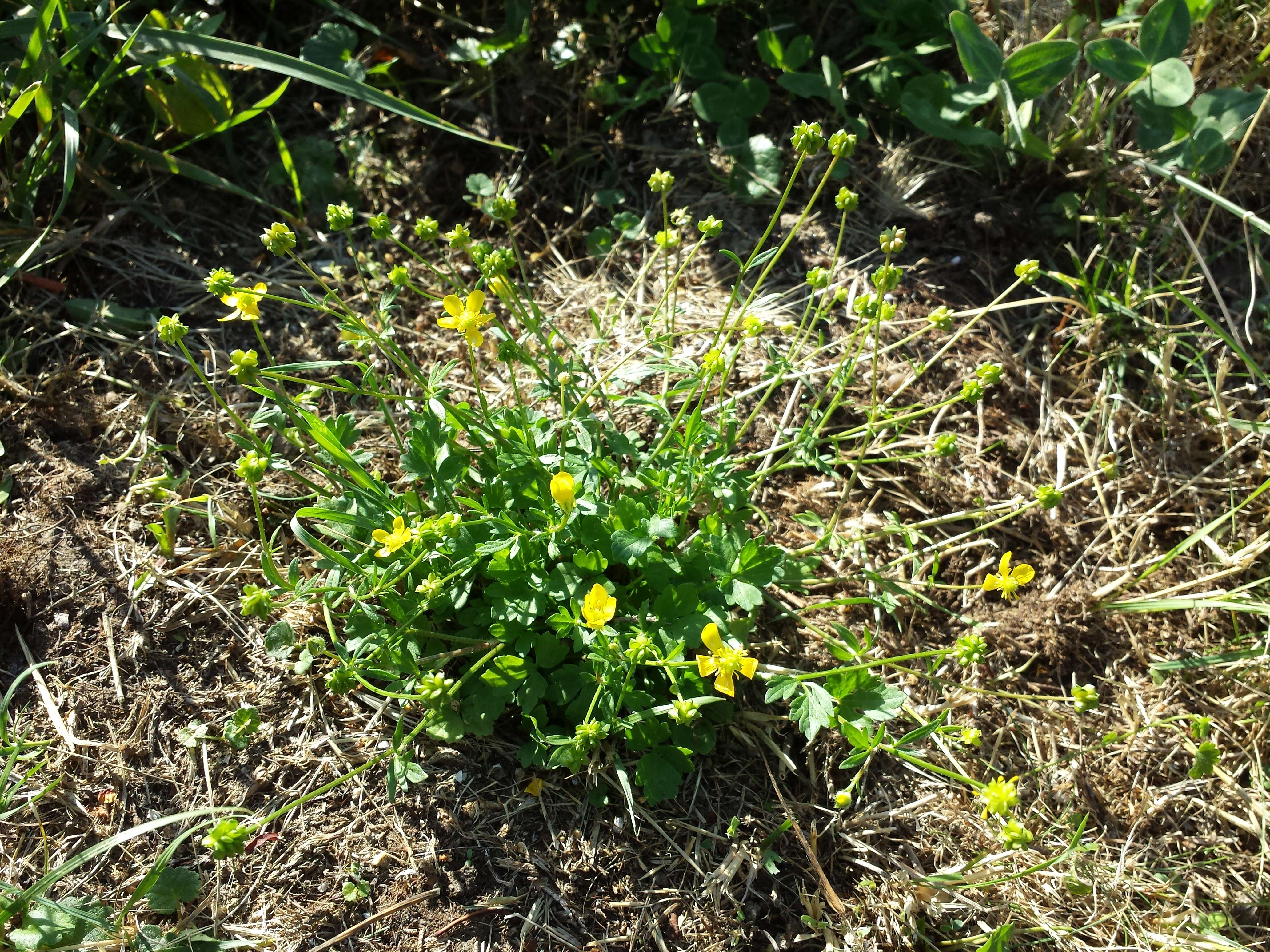 Image of hairy buttercup