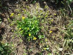 Image of hairy buttercup