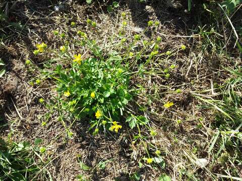 Image of hairy buttercup