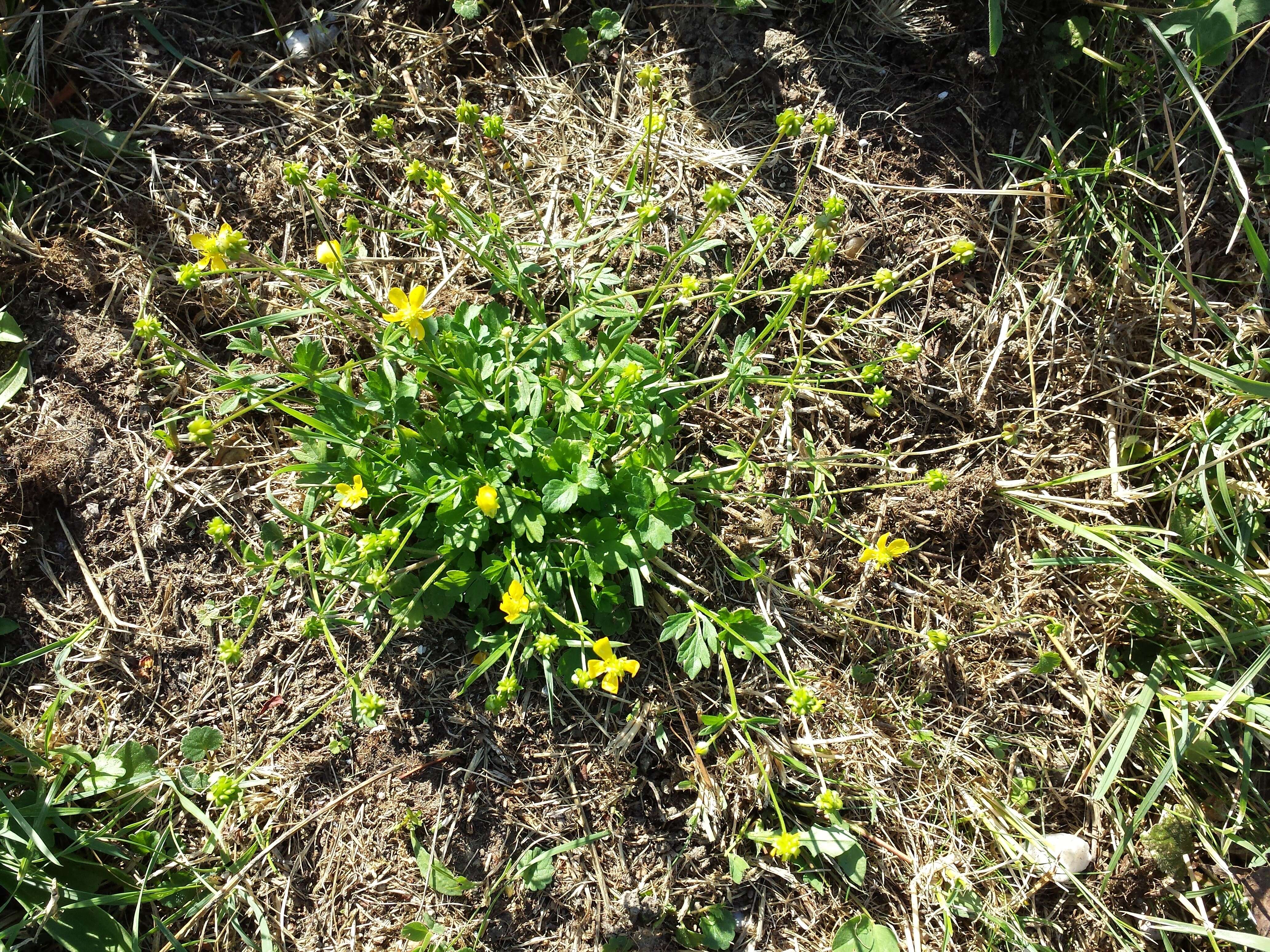 Image of hairy buttercup