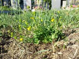 Image of hairy buttercup