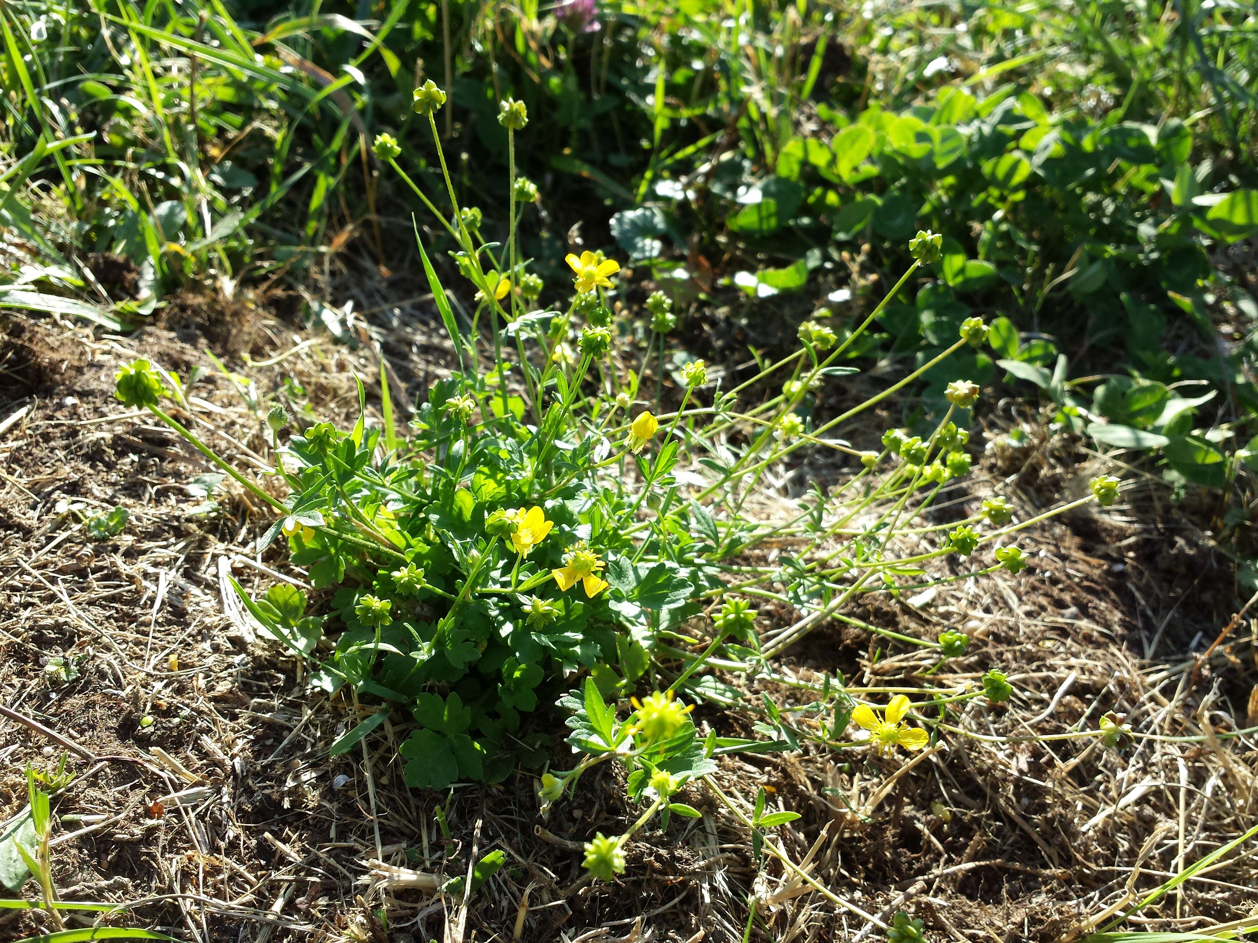 Image of hairy buttercup