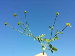 Image of hairy buttercup