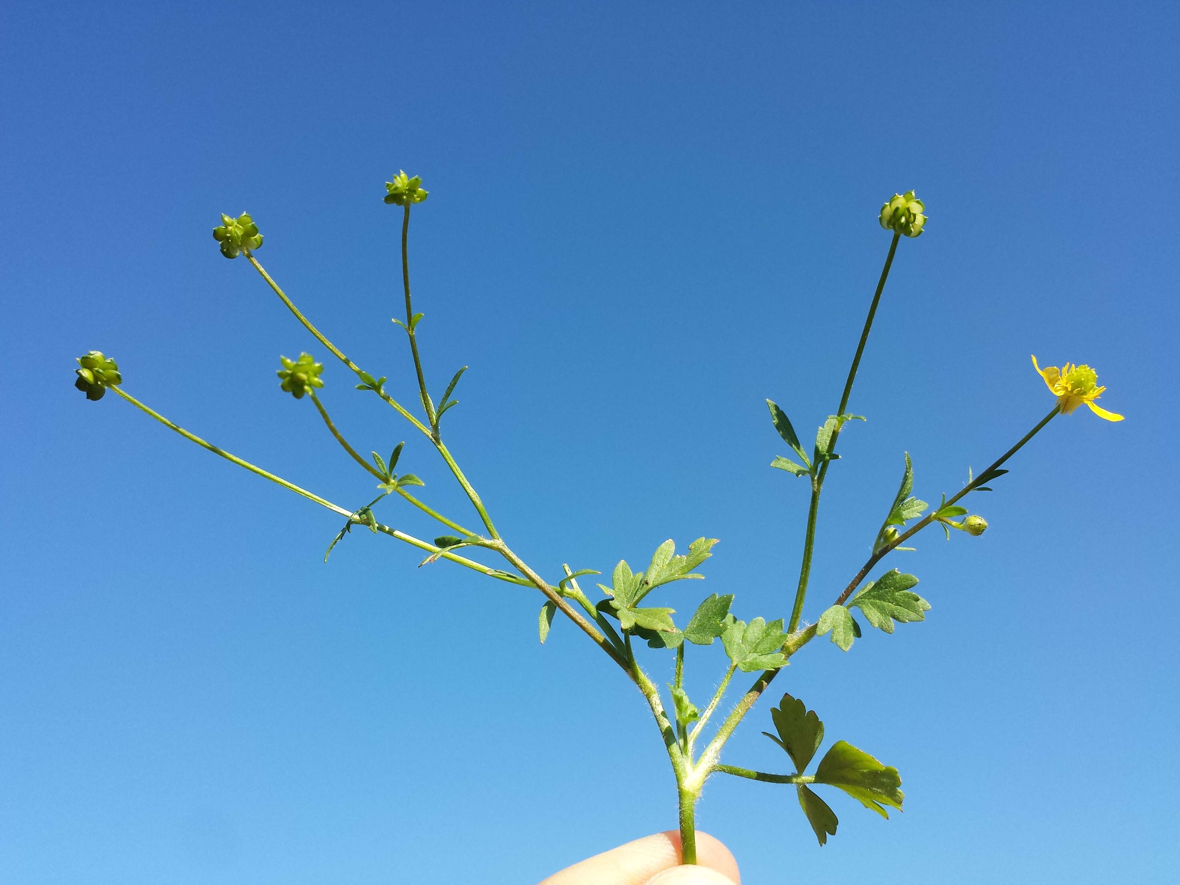Image of hairy buttercup