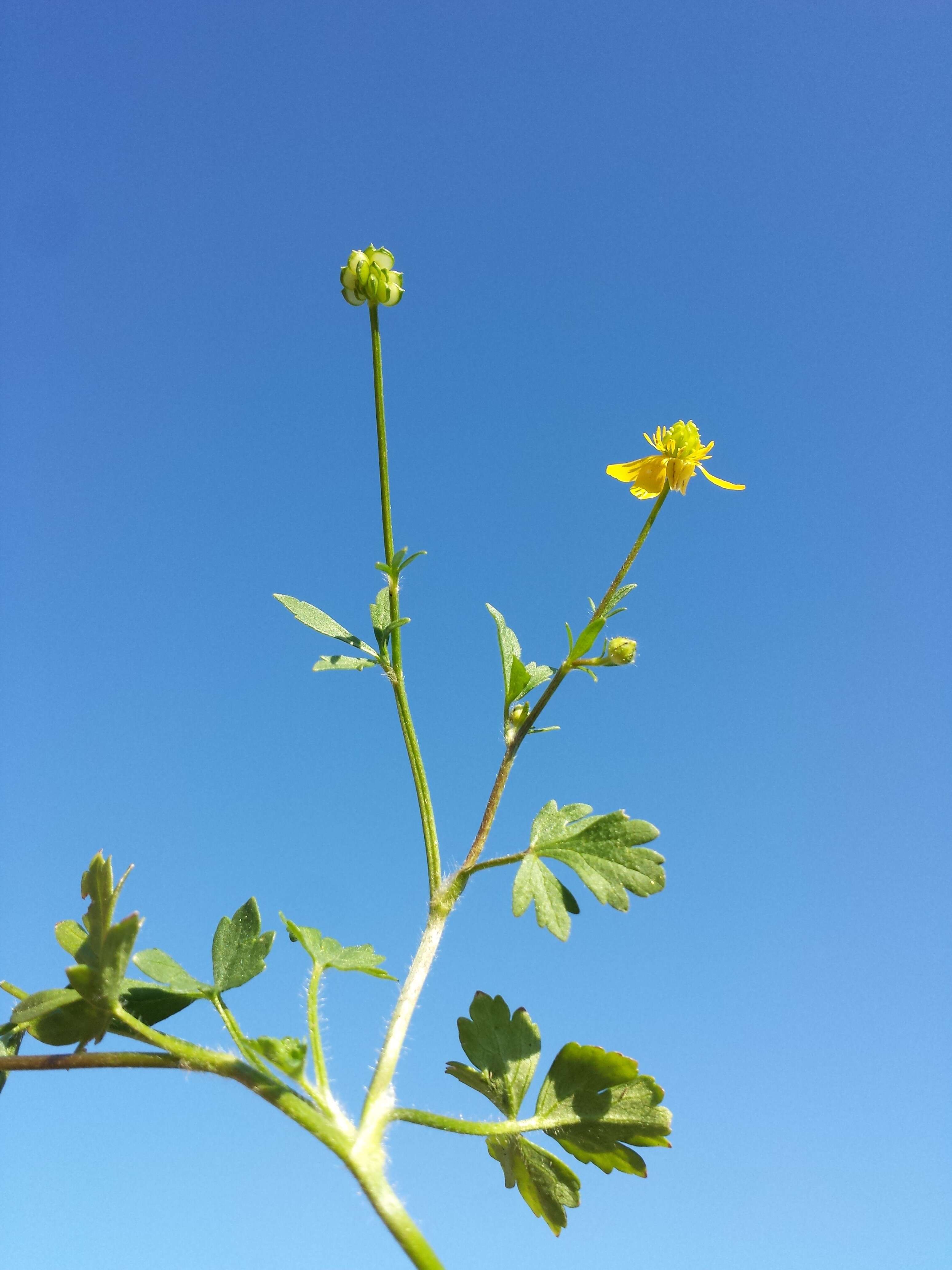Image of hairy buttercup