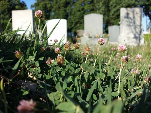 Image of strawberry clover