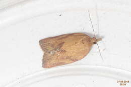 Image of Light brown apple moth