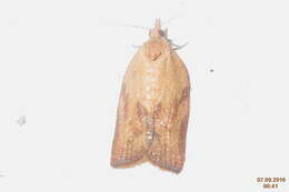 Image of Light brown apple moth