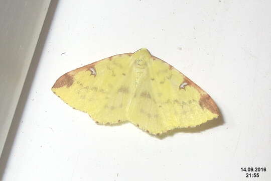 Image of brimstone moth