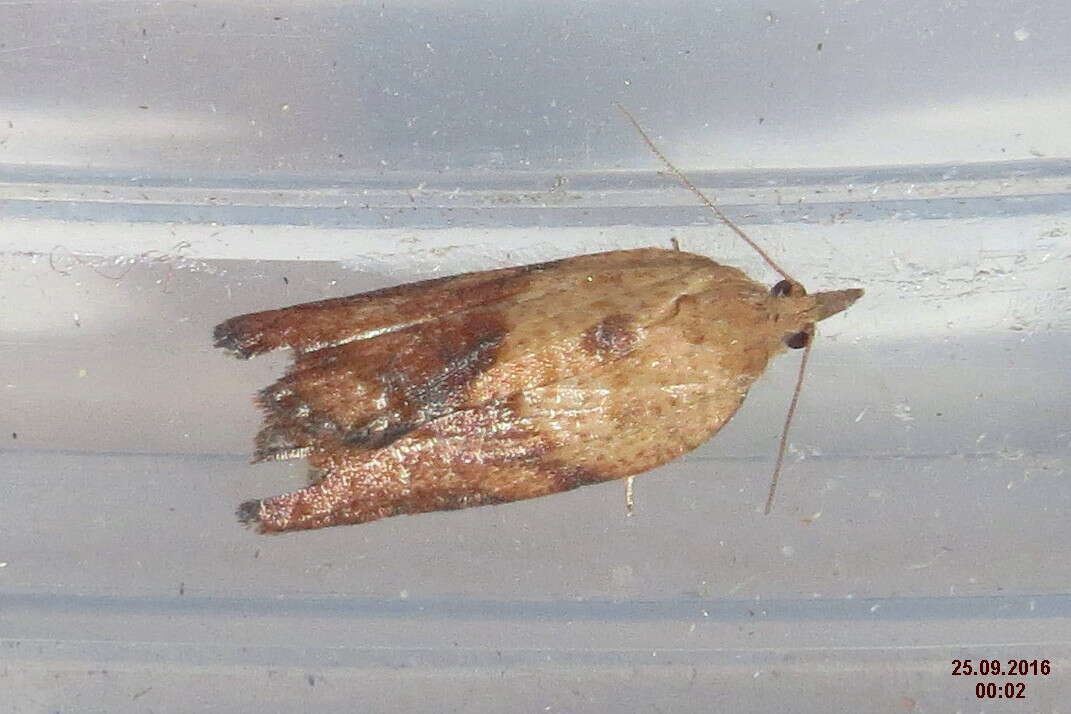 Image of Light brown apple moth