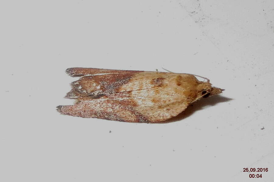 Image of Light brown apple moth