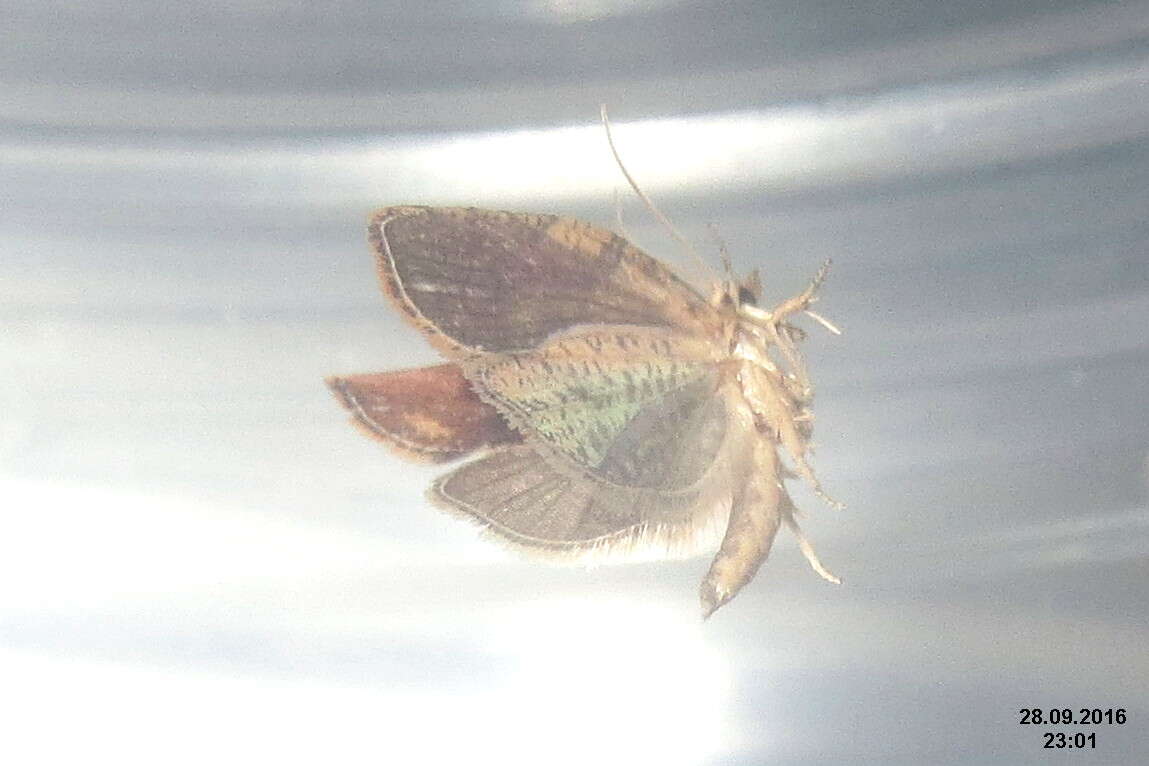 Image of Light brown apple moth