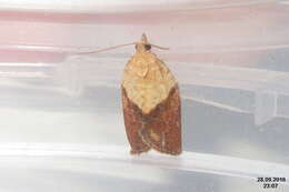 Image of Light brown apple moth