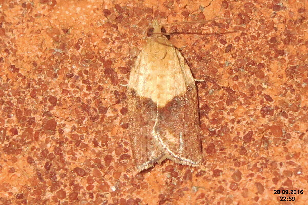 Image of Light brown apple moth