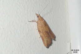 Image of Light brown apple moth