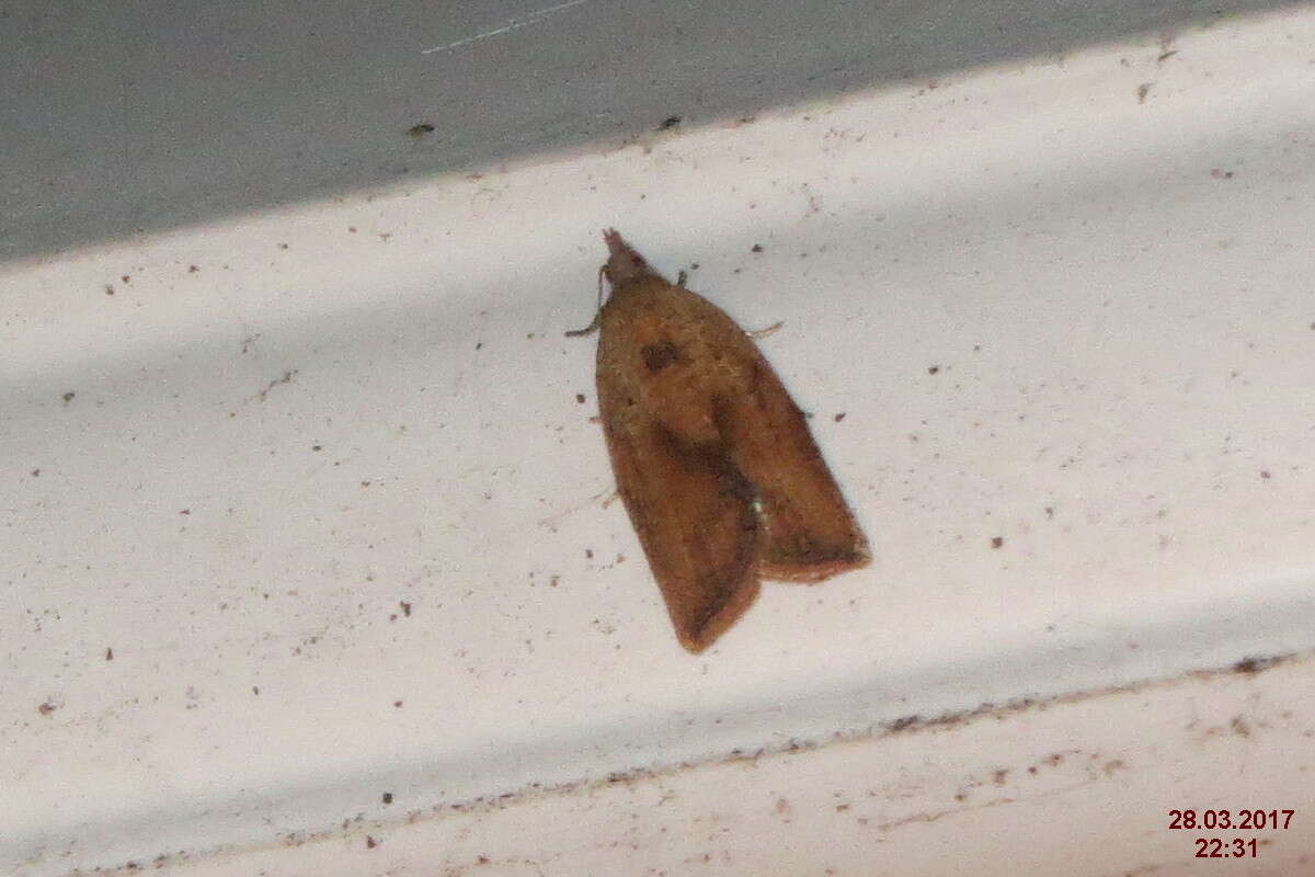 Image of Light brown apple moth