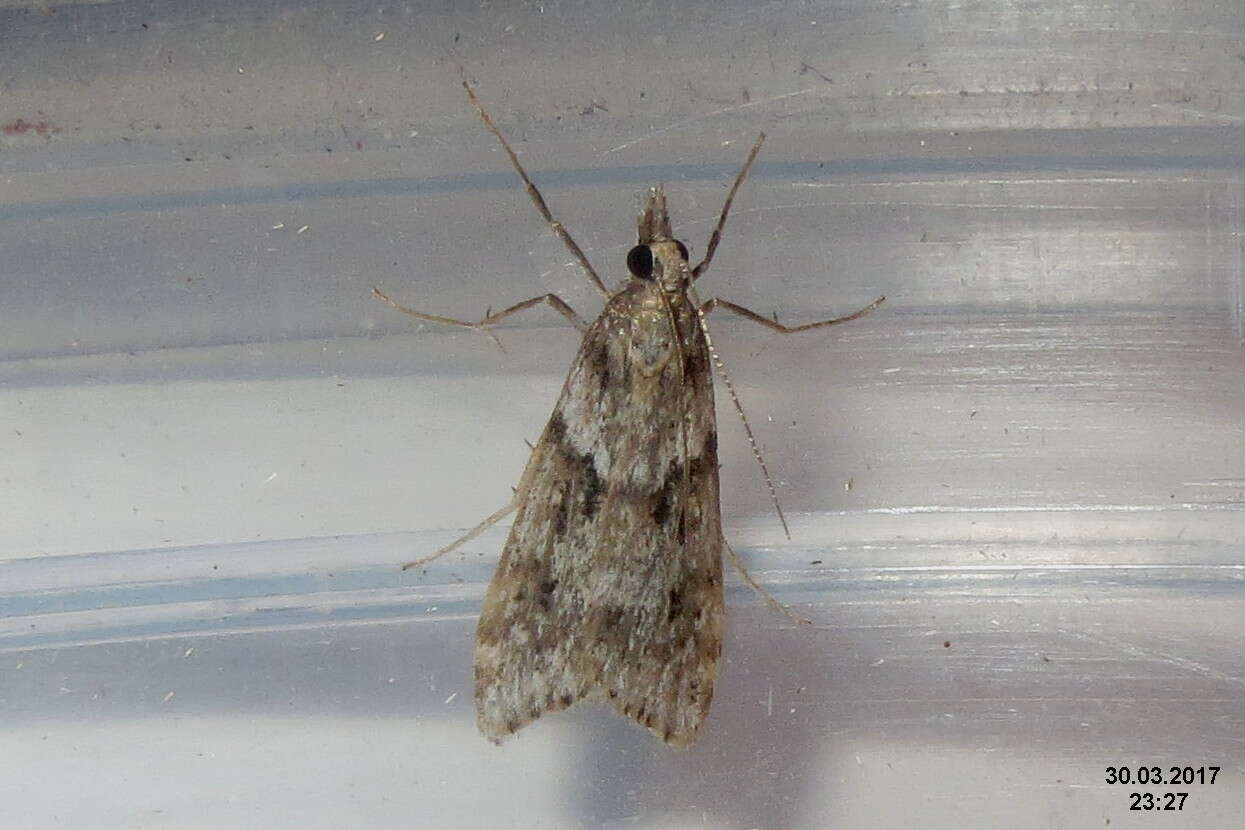 Image of Narrow-winged Grey