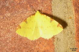 Image of brimstone moth