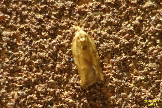 Image of Light brown apple moth