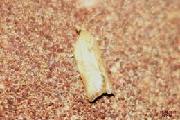 Image of Light brown apple moth