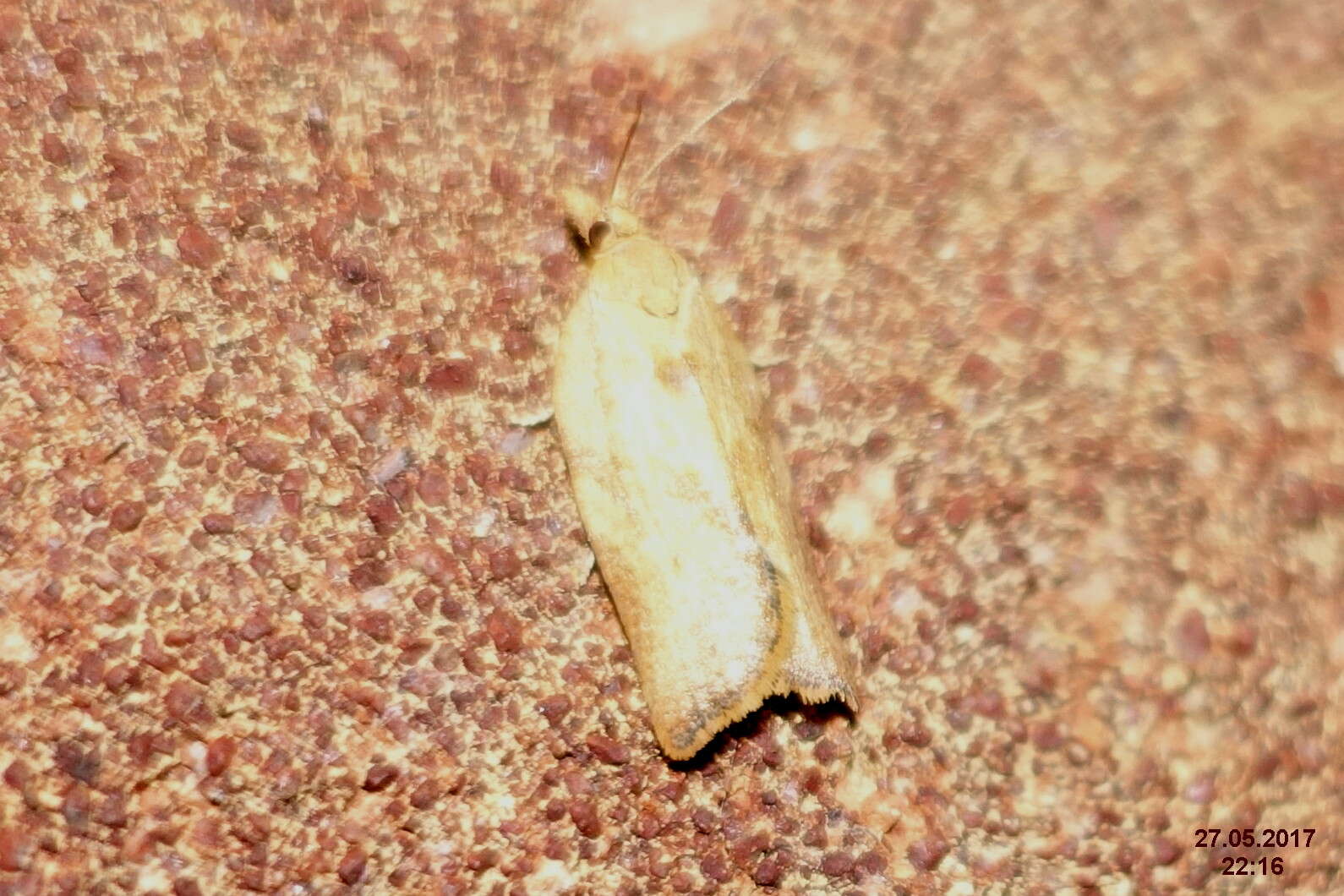 Image of Light brown apple moth