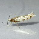 Imagem de Argyresthia cupressella Walsingham 1890