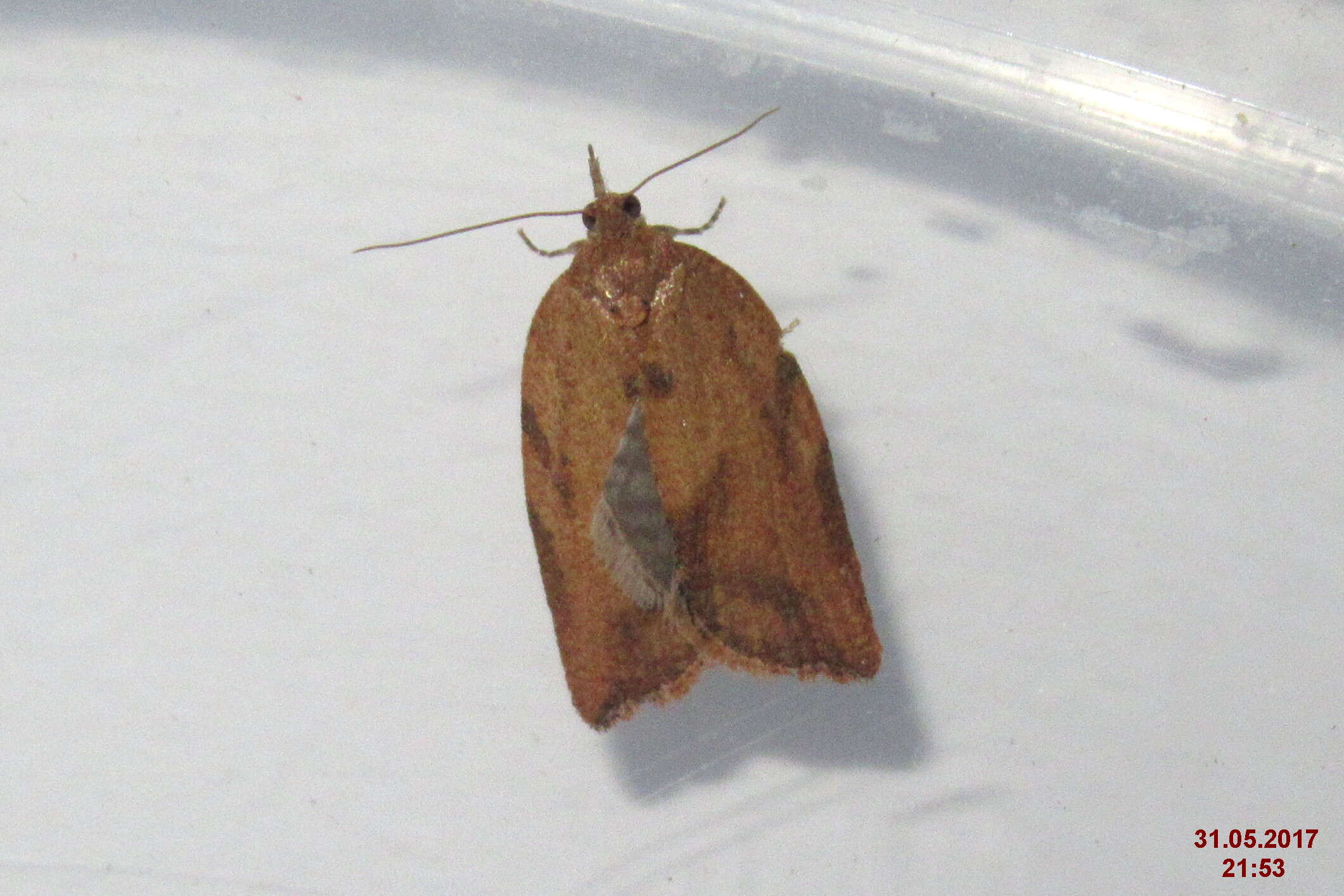 Image of Light brown apple moth