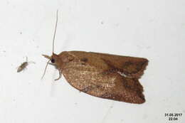 Image of Light brown apple moth