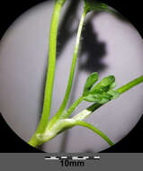 Image of hairy buttercup