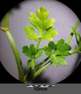 Image of hairy buttercup