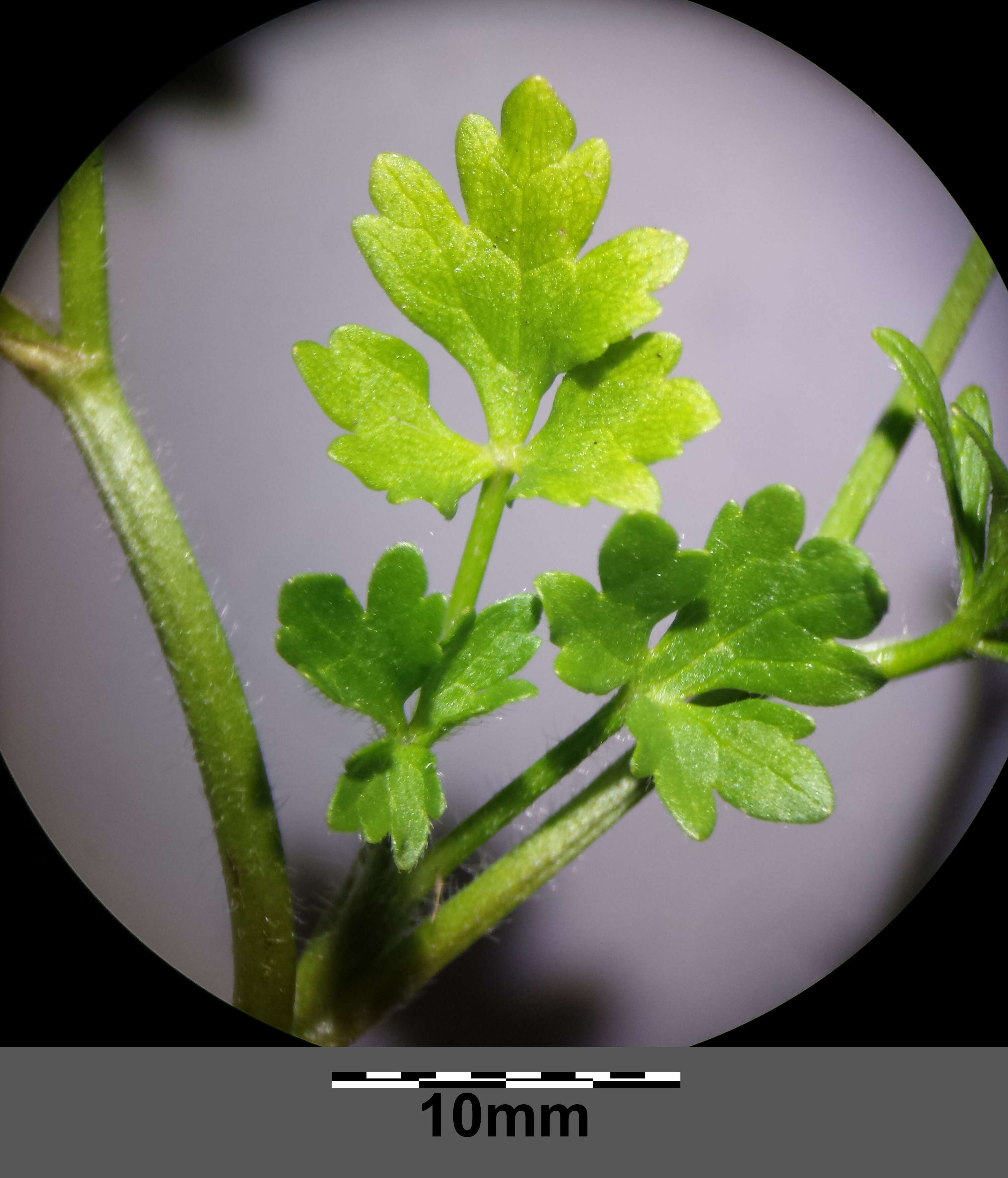 Image of hairy buttercup