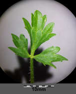 Image of hairy buttercup