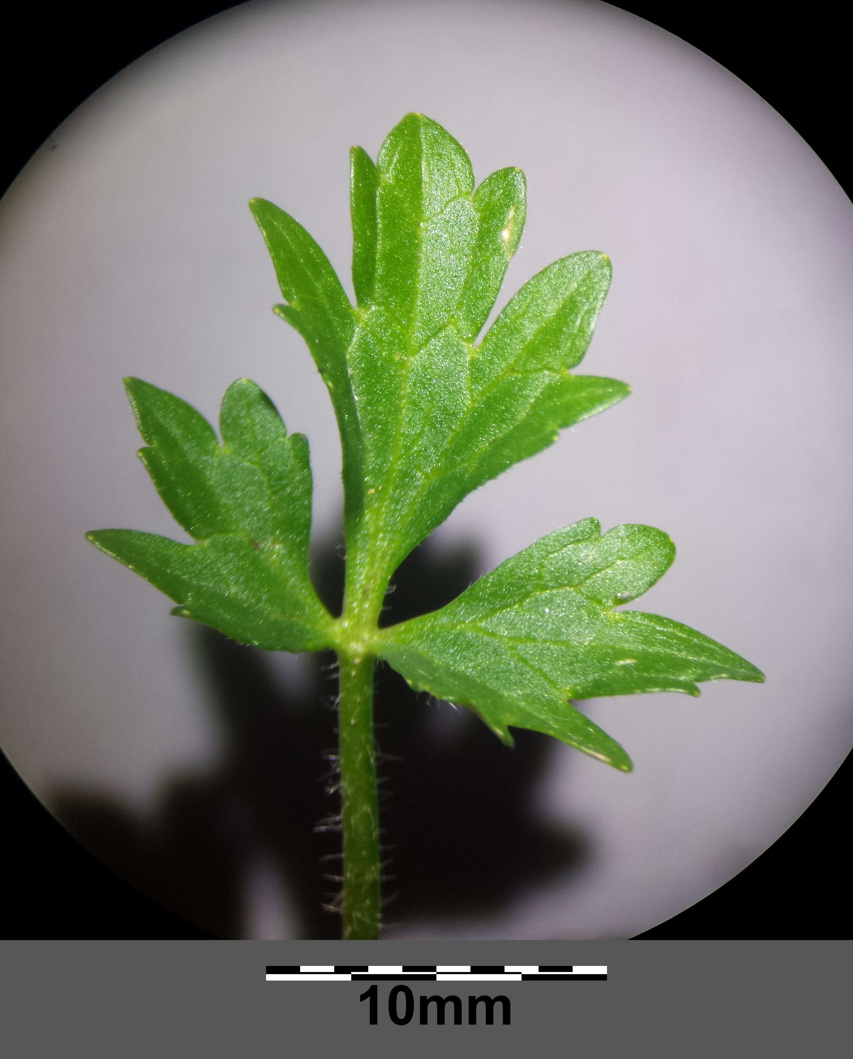 Image of hairy buttercup