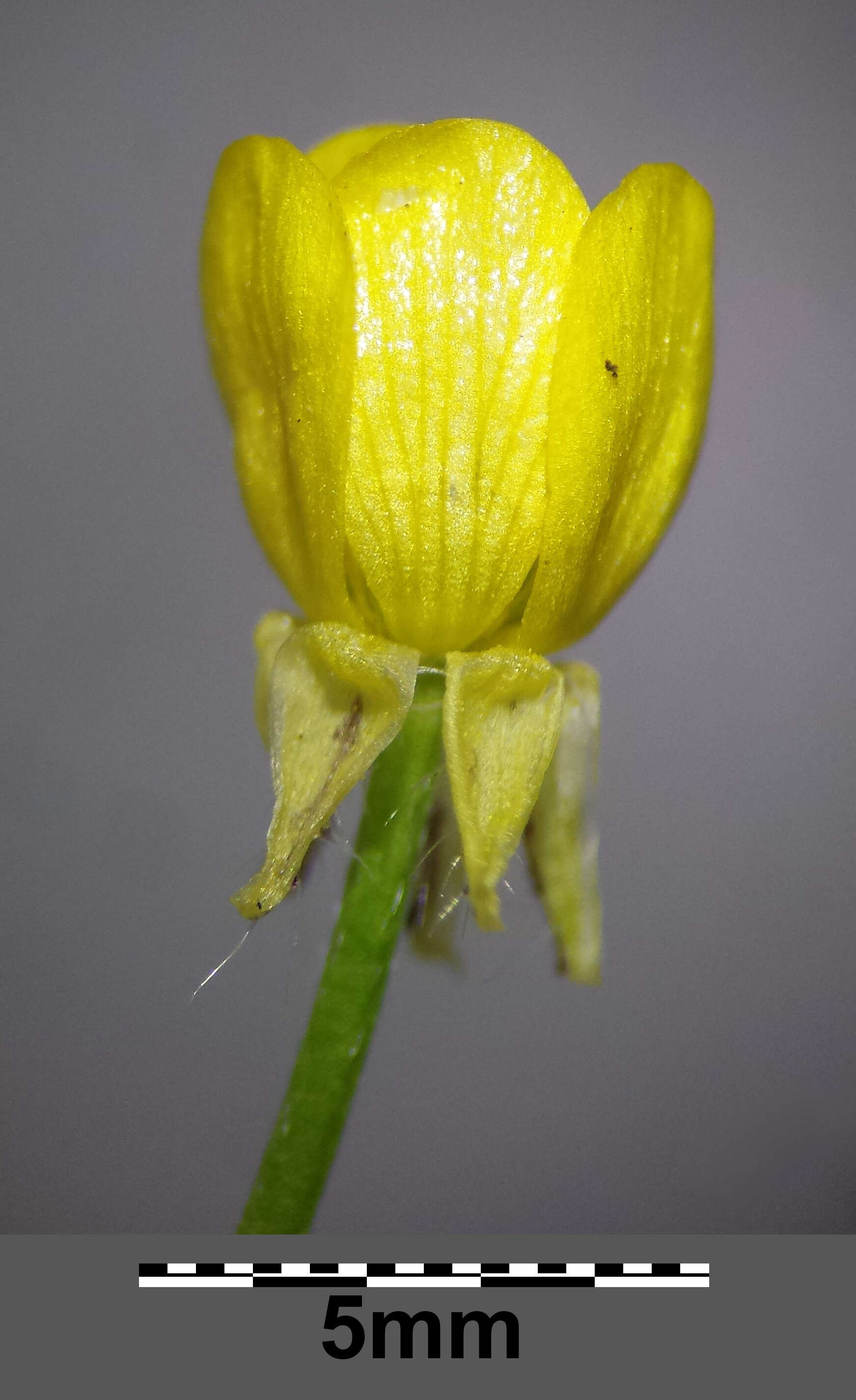 Image of hairy buttercup