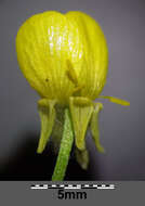 Image of hairy buttercup