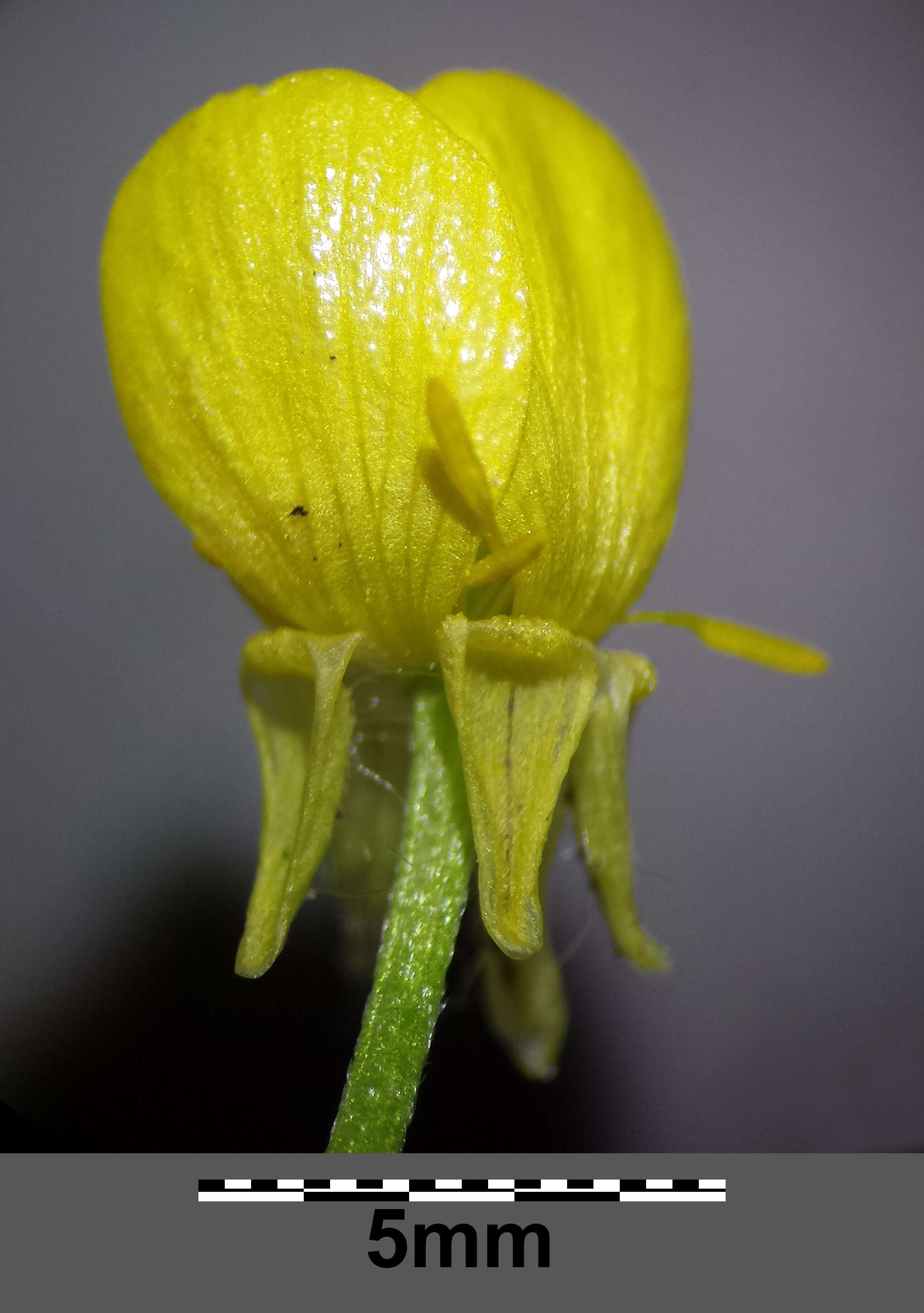Image of hairy buttercup
