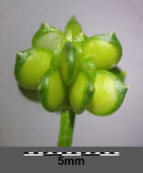 Image of hairy buttercup