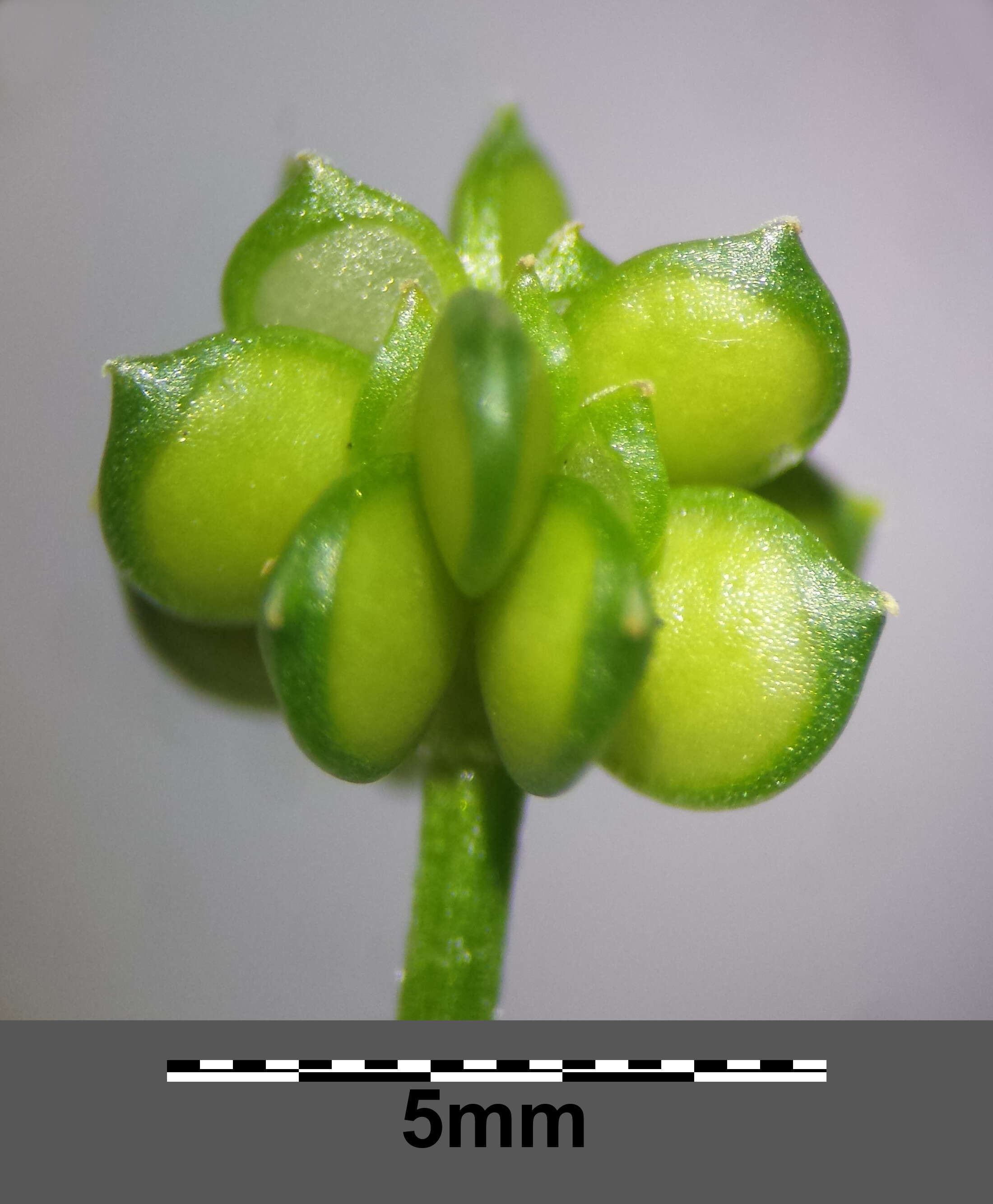 Image of hairy buttercup