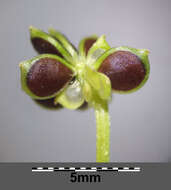 Image of hairy buttercup
