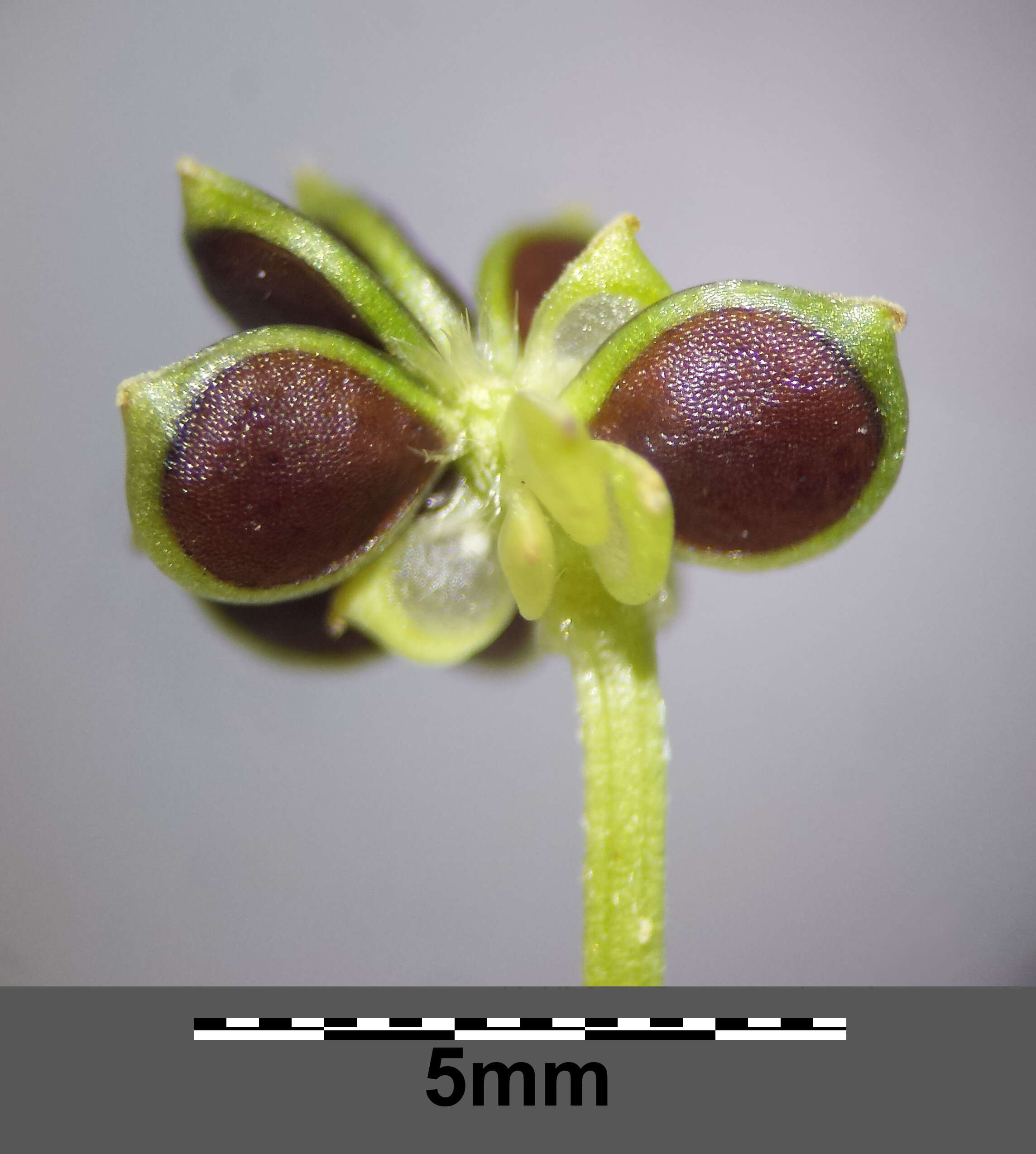 Image of hairy buttercup