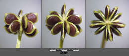 Image of hairy buttercup