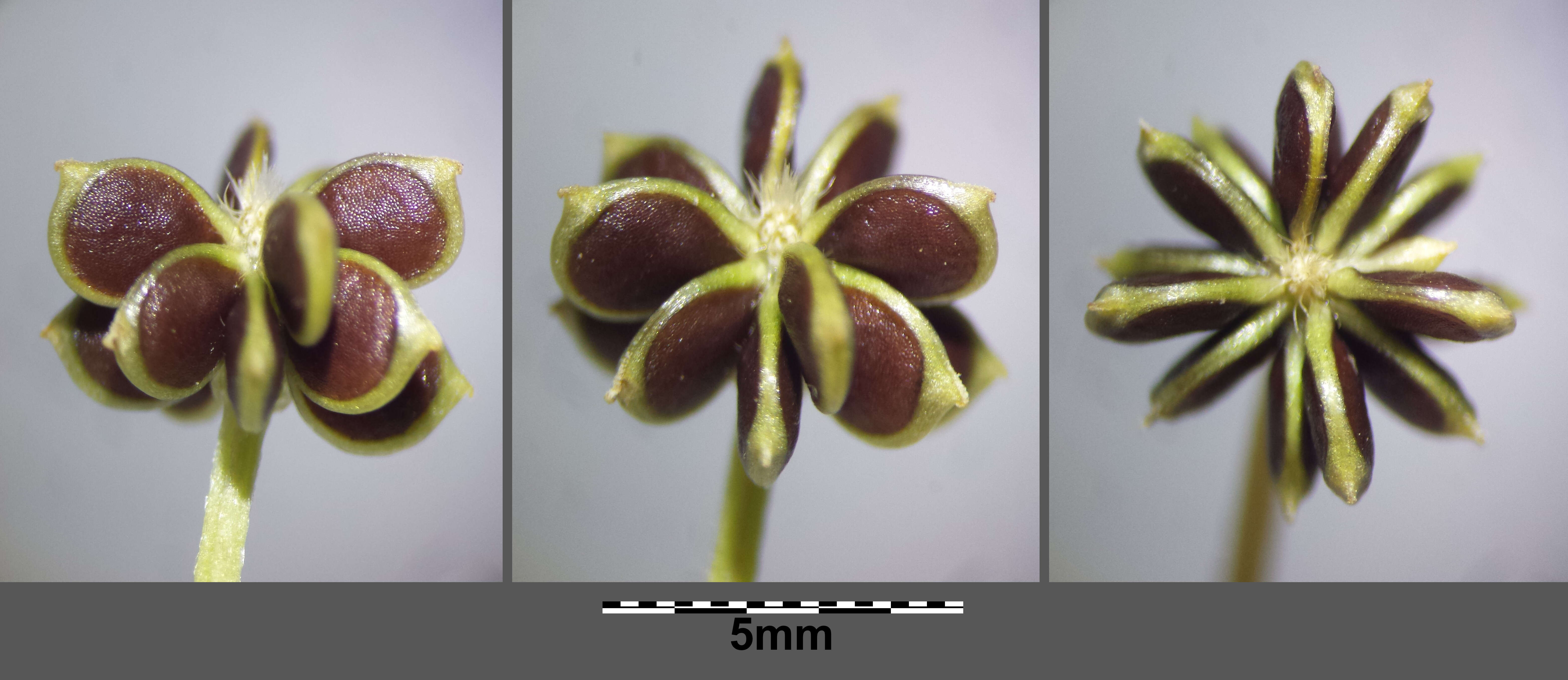 Image of hairy buttercup